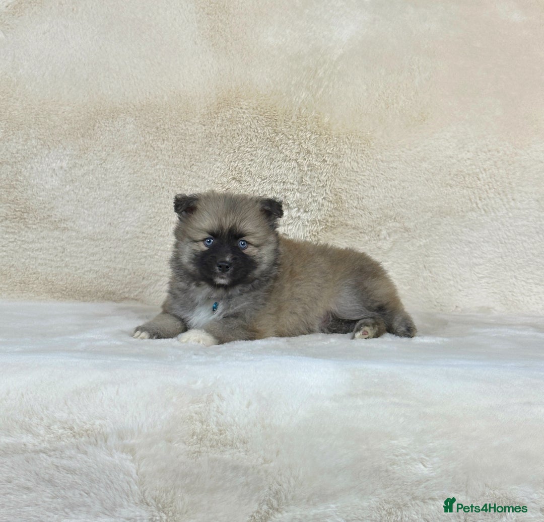 Pomsky dogs for sale: Stunning blue eyes F3 Pomsky puppies for sale  - Image 17