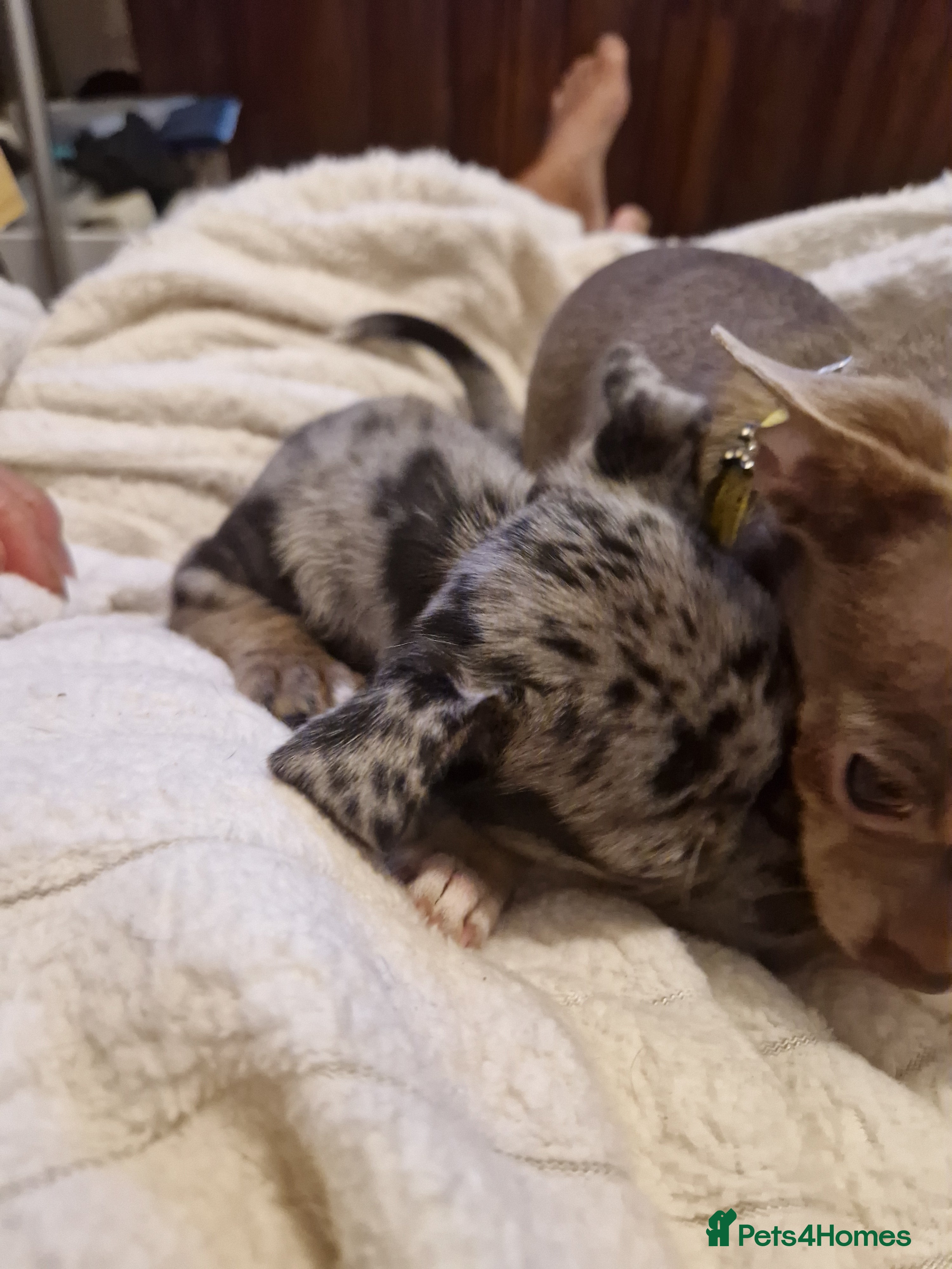 Chihuahua dogs Chihuahua  - Advert 1