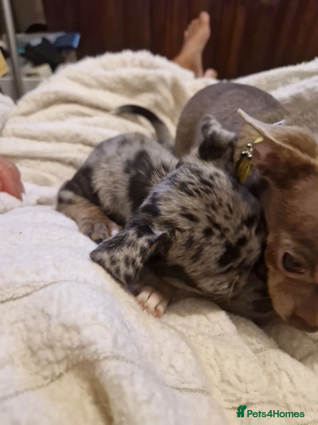 Chihuahua dogs for sale: Chihuahua  - Advert 1