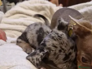 Chihuahua dogs Chihuahua - Advert 1