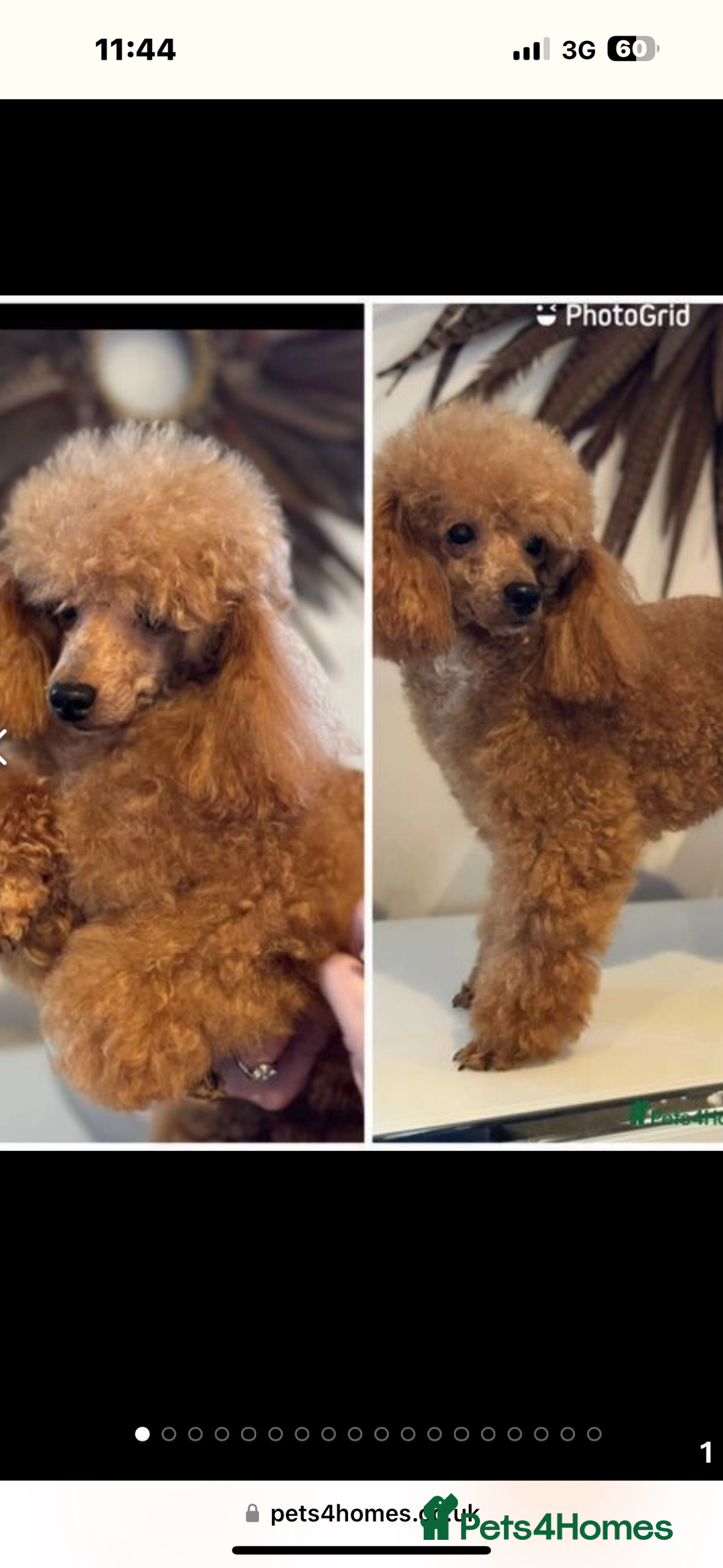 Toy Poodle dogs for sale: KC STUNNING TRUE TOY POODLES  - Advert 8