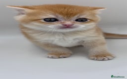 British Shorthair cats for sale: GCCF BSH BY12 GOLDEN CHOCOLATE KITTENS  - Image 11