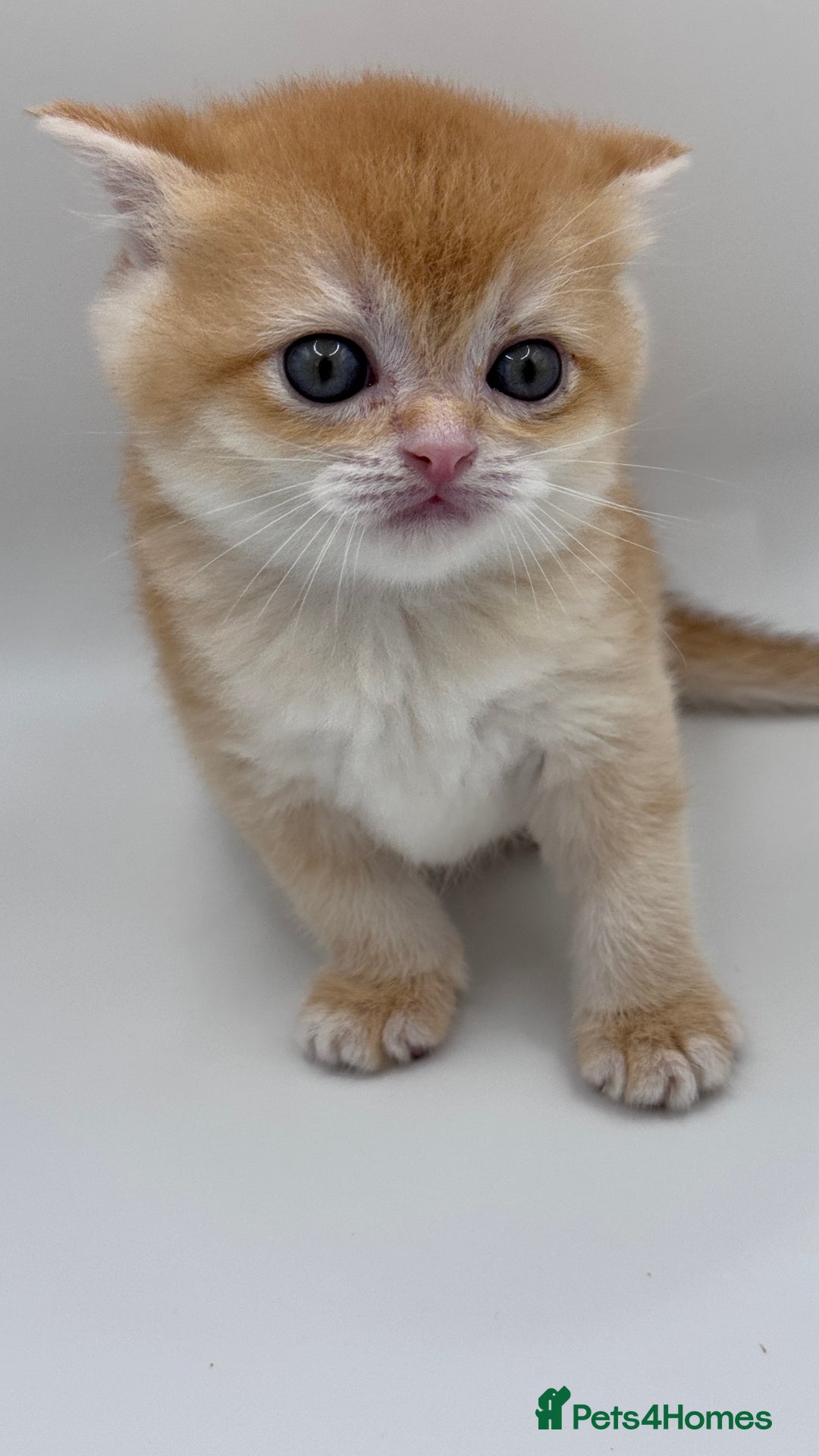 British Shorthair cats for sale: GCCF BSH BY12 GOLDEN CHOCOLATE KITTENS  - Image 11