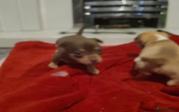 Chihuahua dogs for sale: Smooth coat chihuahua  - Image 10