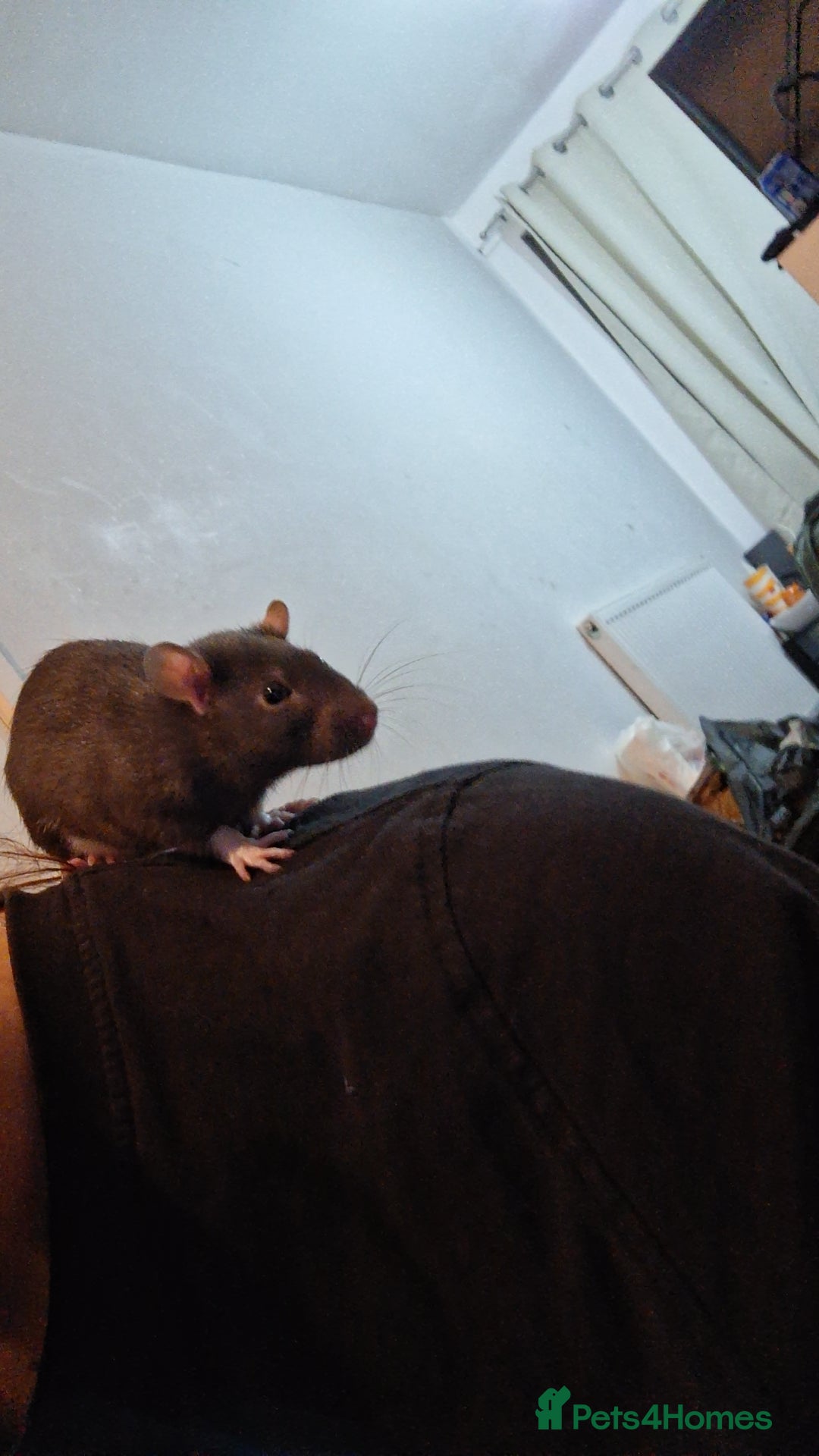 Rat rodents for sale: SOLD  - Image 2