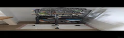 Parrots birds for sale: Senegal Parot Male approx 8yrs - Advert 3