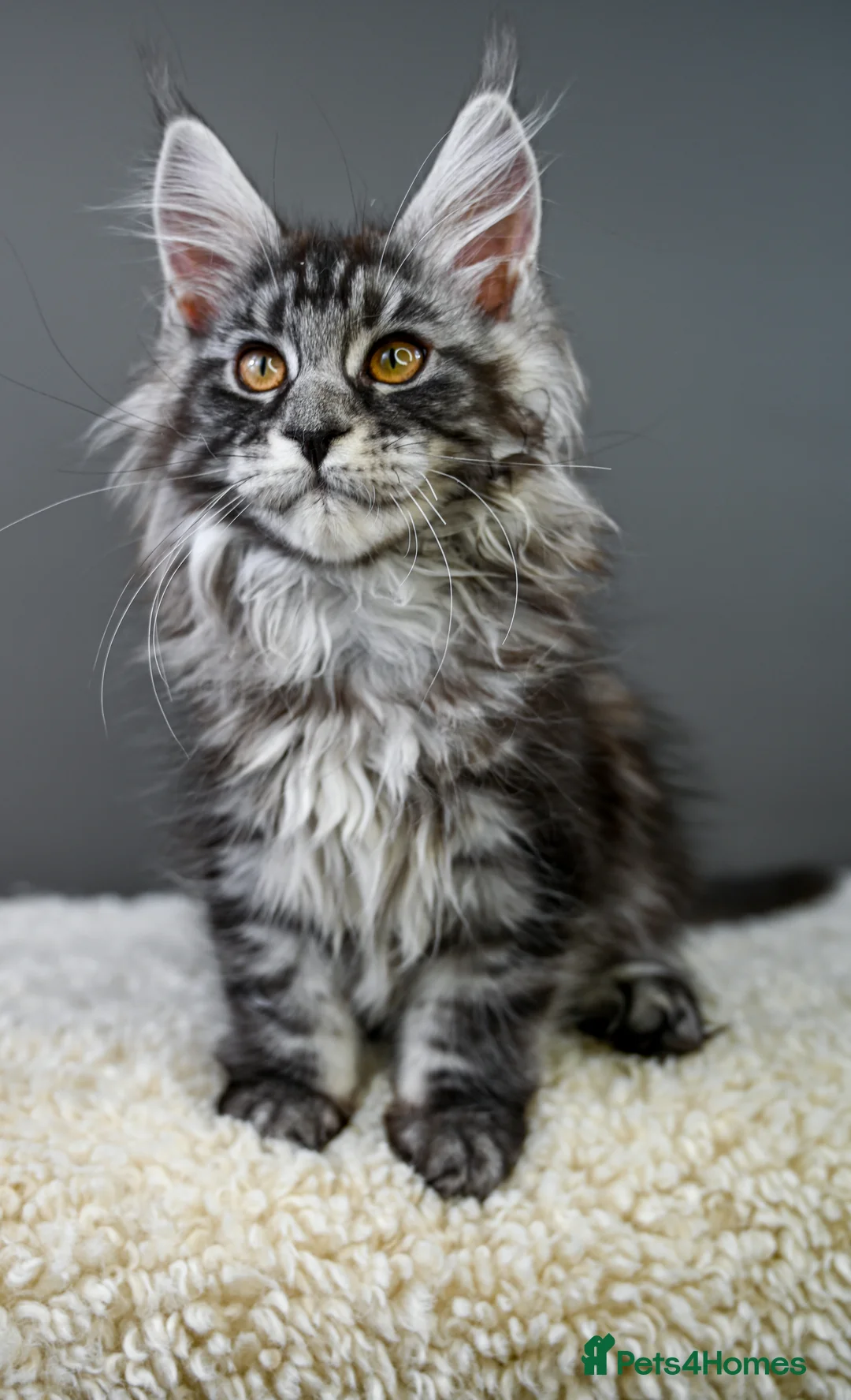 Maine Coon cats for sale: 🧬 STUNNING KITTENS - TICA REGISTERED 🎖️ - Advert 39