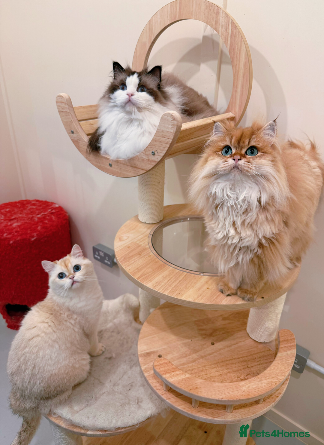 Ragdoll cats for sale: Stunning Ragdoll, BSH & Golden Longhair - Advert 1