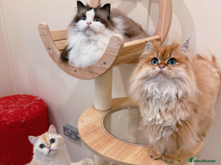 Ragdoll cats Stunning Ragdoll, BSH & Golden Longhair - Advert 2