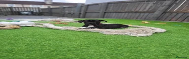 Cane Corso Puppy 6