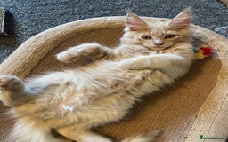 Maine Coon cats for sale: Purebred Maine Coons looking for a loving home 😻 - Image 19