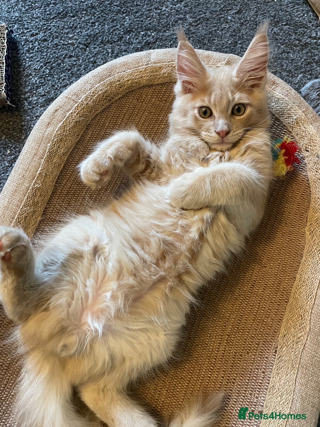 Maine Coon cats for sale: Purebred Maine Coons looking for a loving home 😻 - Image 19