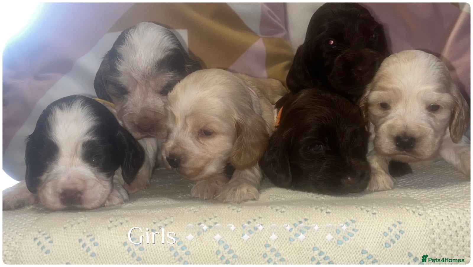 Cocker Spaniel dogs 🐾BEAUTIFUL KC REGISTERED SHOW COCKERS🐾 - Advert 2