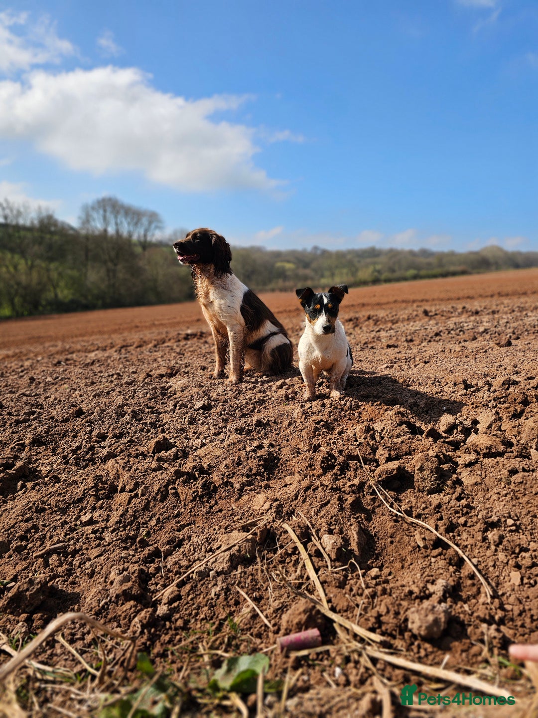 Jack Russell dogs for stud: Jack Russel for Stud  - Image 5