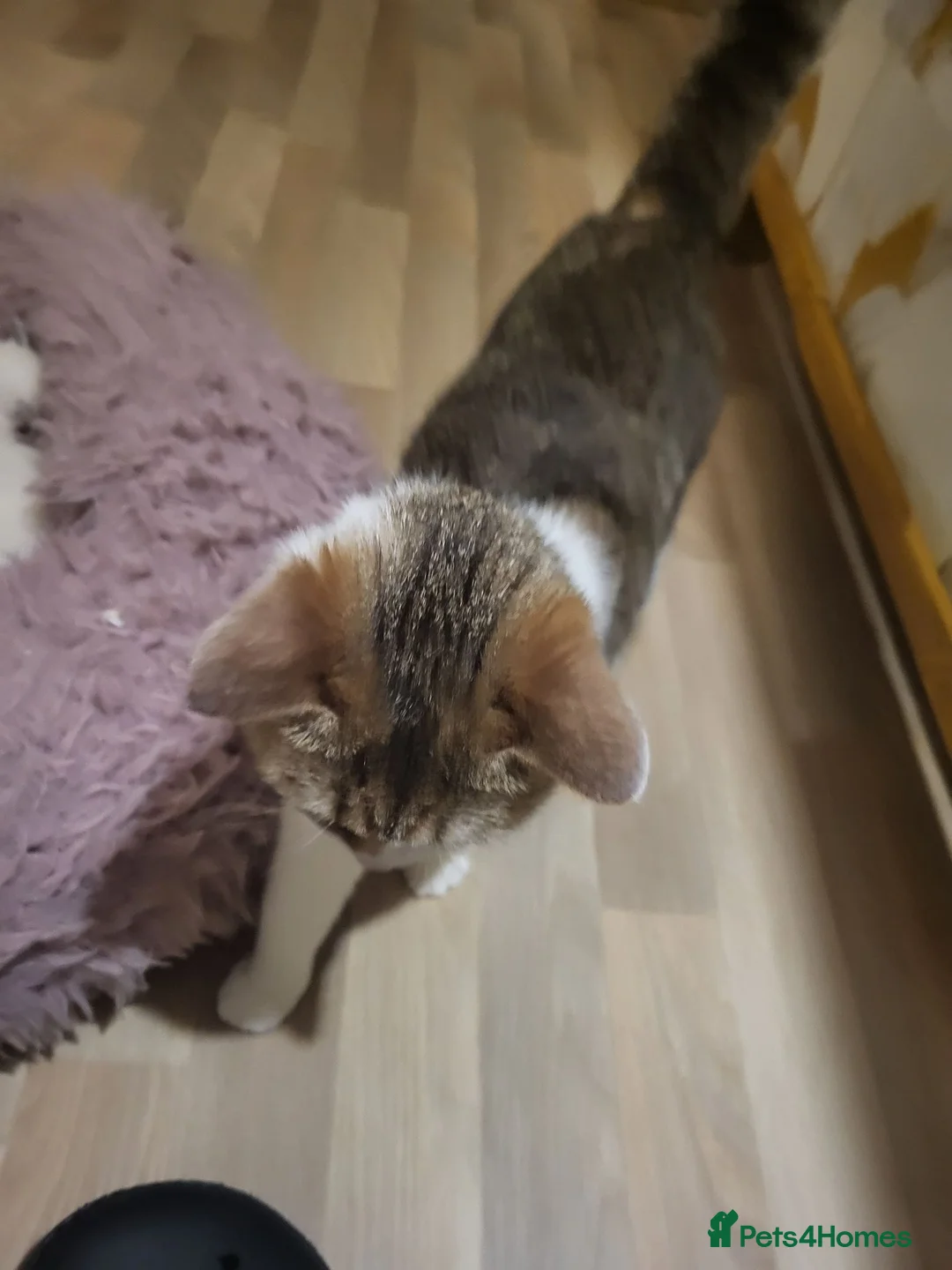 Mixed Breed cats for sale: 11-week -0ld kittens[first vaccination done/ready - Advert 1