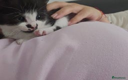 Mixed Breed cats for sale: 1 last final boy looking for his forever home - Image 2