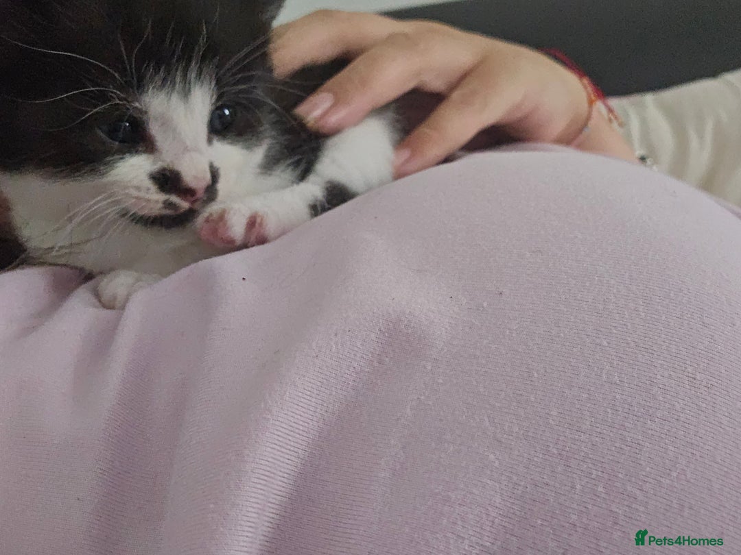 Mixed Breed cats for sale: 1 last final boy looking for his forever home - Image 2