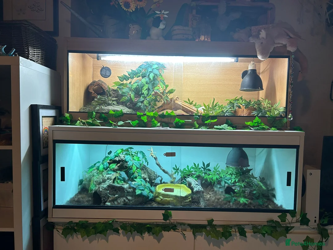 Corn Snake reptiles for sale: Male Cornsnake and Vivarium all items included - Advert 7