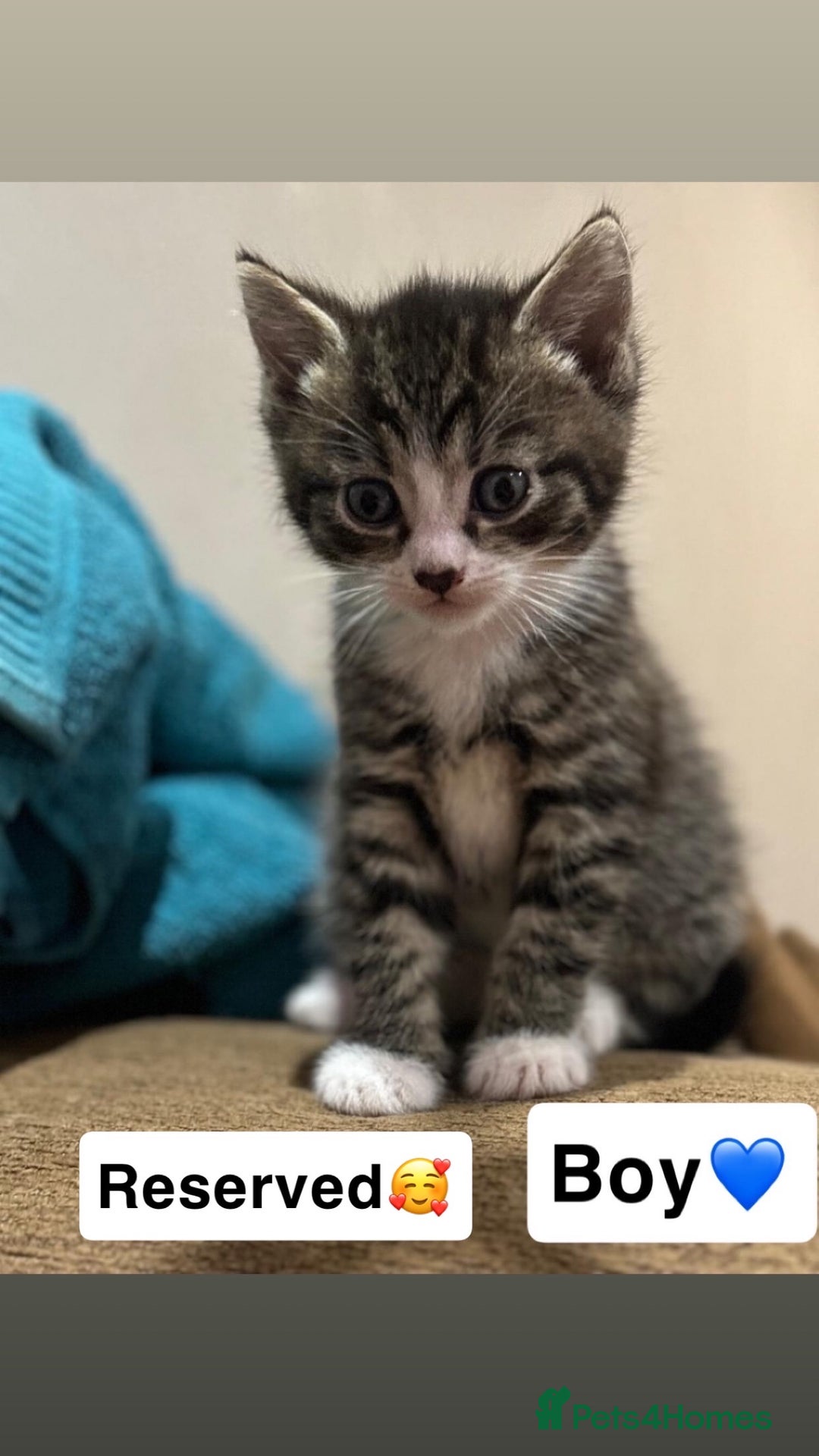 Mixed Breed cats for sale: Kittens for sale  - Advert 10