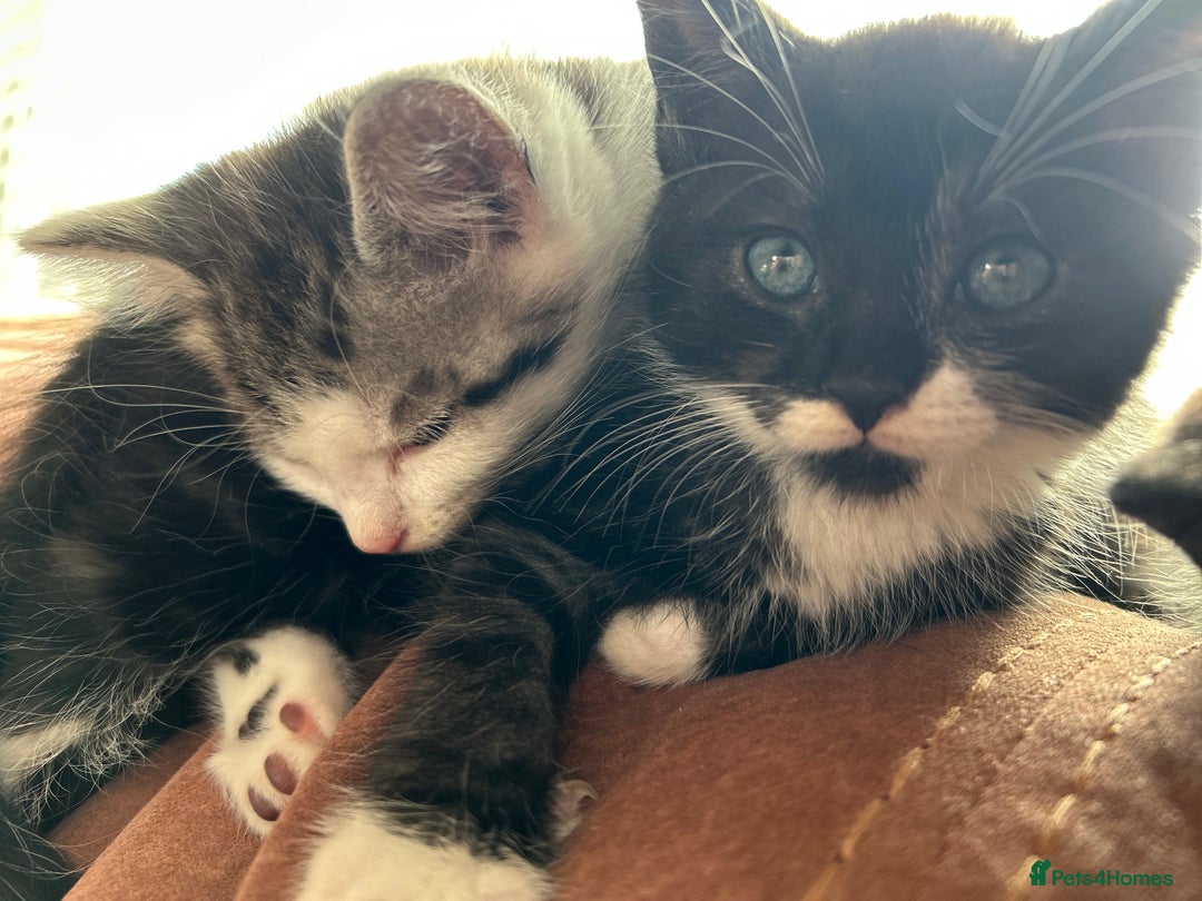 Mixed Breed cats for sale: 3 beautiful male kittens *READY NOW* - Image 2