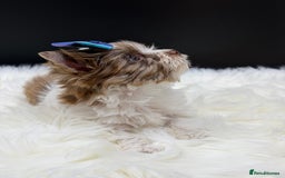 Yorkshire Terrier dogs for sale:  Ready to go Exotic Colourful Yorkshire Terriers - Advert 28
