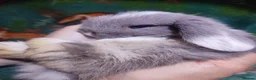 Mini Lop rabbits for sale: Baby Mini Lops - Advert 19