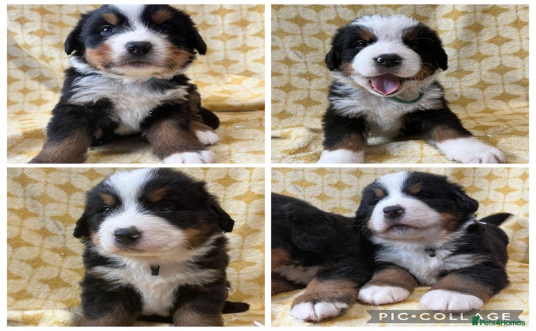 Bernese Mountain Dog dogs - Advert 2