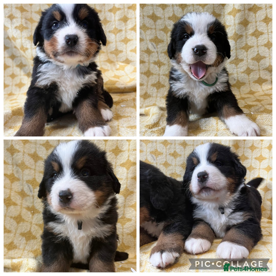 Bernese Mountain Dog dogs for sale: Kc Reg Bernese mountain dogs  - Image 1