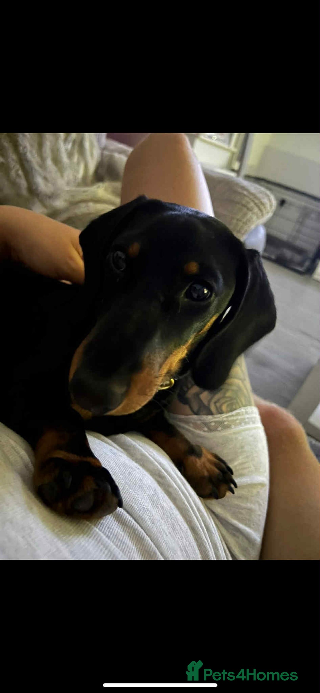 Dachshund dogs for sale: Dachshund  - Image 2