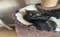 Mixed Breed cats for sale: Black/Black&White Kittens For Sale - Image 5