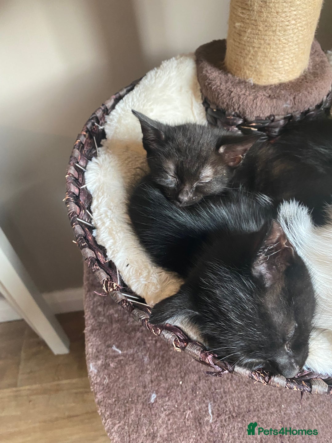 Mixed Breed cats for sale: Black/Black&White Kittens For Sale - Image 5