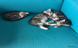 British Shorthair cats for sale: Stripped British shorthair kittens - Image 1
