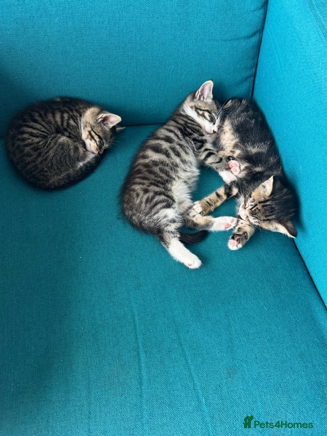 British Shorthair cats for sale: Stripped British shorthair kittens - Image 1