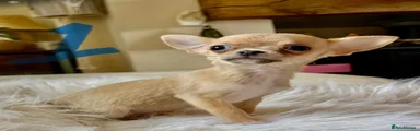 Chihuahua 1