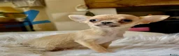 Chihuahua dogs for sale: Tiny chihuahua puppies - Advert 5