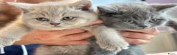 British Shorthair cats for sale: GCCF registered kitten - Advert 7