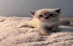 Persian cats for sale: Adorable Persian × Bengal Kittens  - Image 13