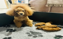 Toy Poodle dogs for sale: Tiny Toy Poodles - Advert 5