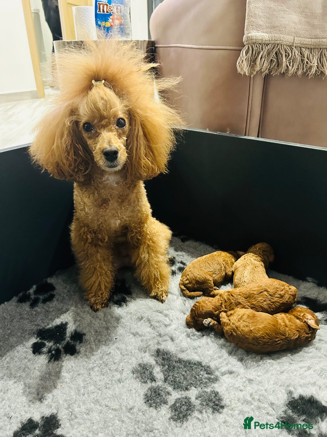 Toy Poodle dogs for sale: Tiny Toy Poodles - Advert 5