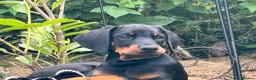 Dobermann dogs for sale: CHESHIRE WORLD CLASS DOBERMAN PUPPY - Advert 2
