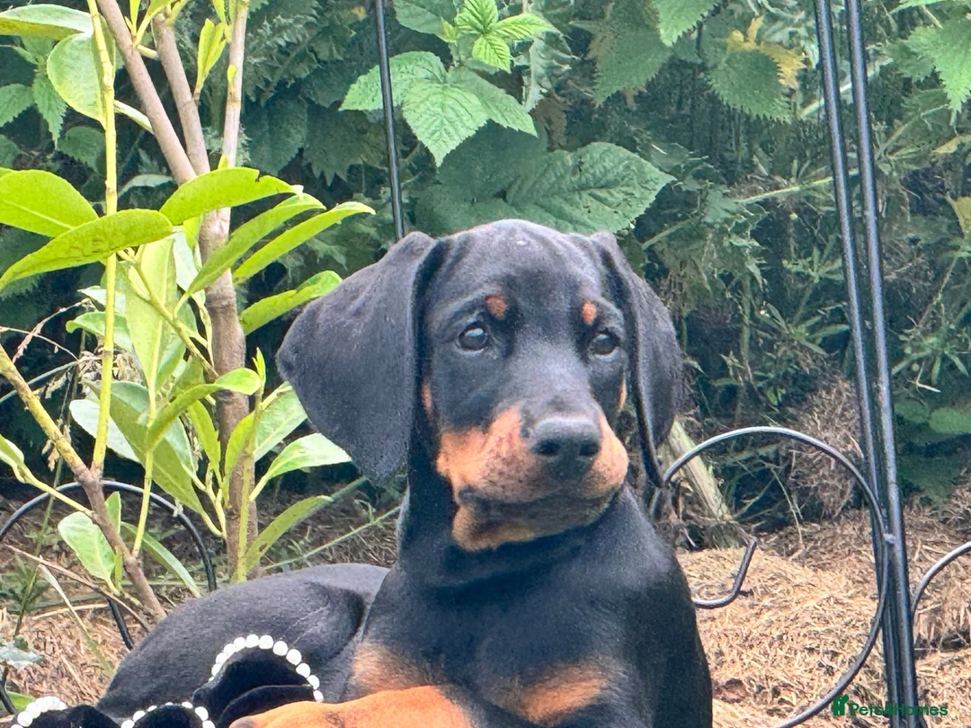 Dobermann dogs for sale: CHESHIRE WORLD CLASS DOBERMAN PUPPY - Advert 2