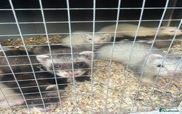 Ferret rodents for sale: Ferrets  - Image 4