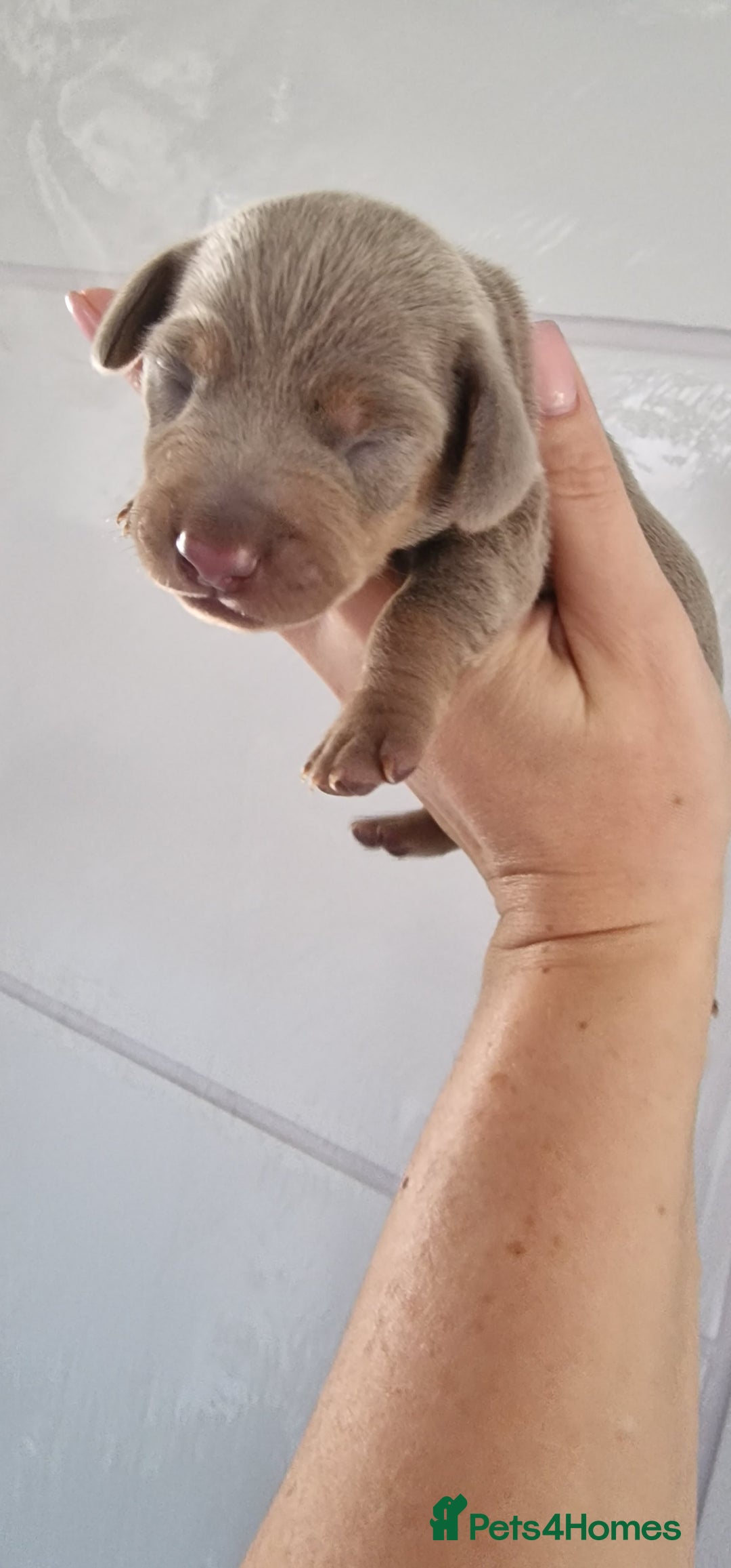 Miniature Dachshund dogs for sale: 3 puppies for sale  - Image 5