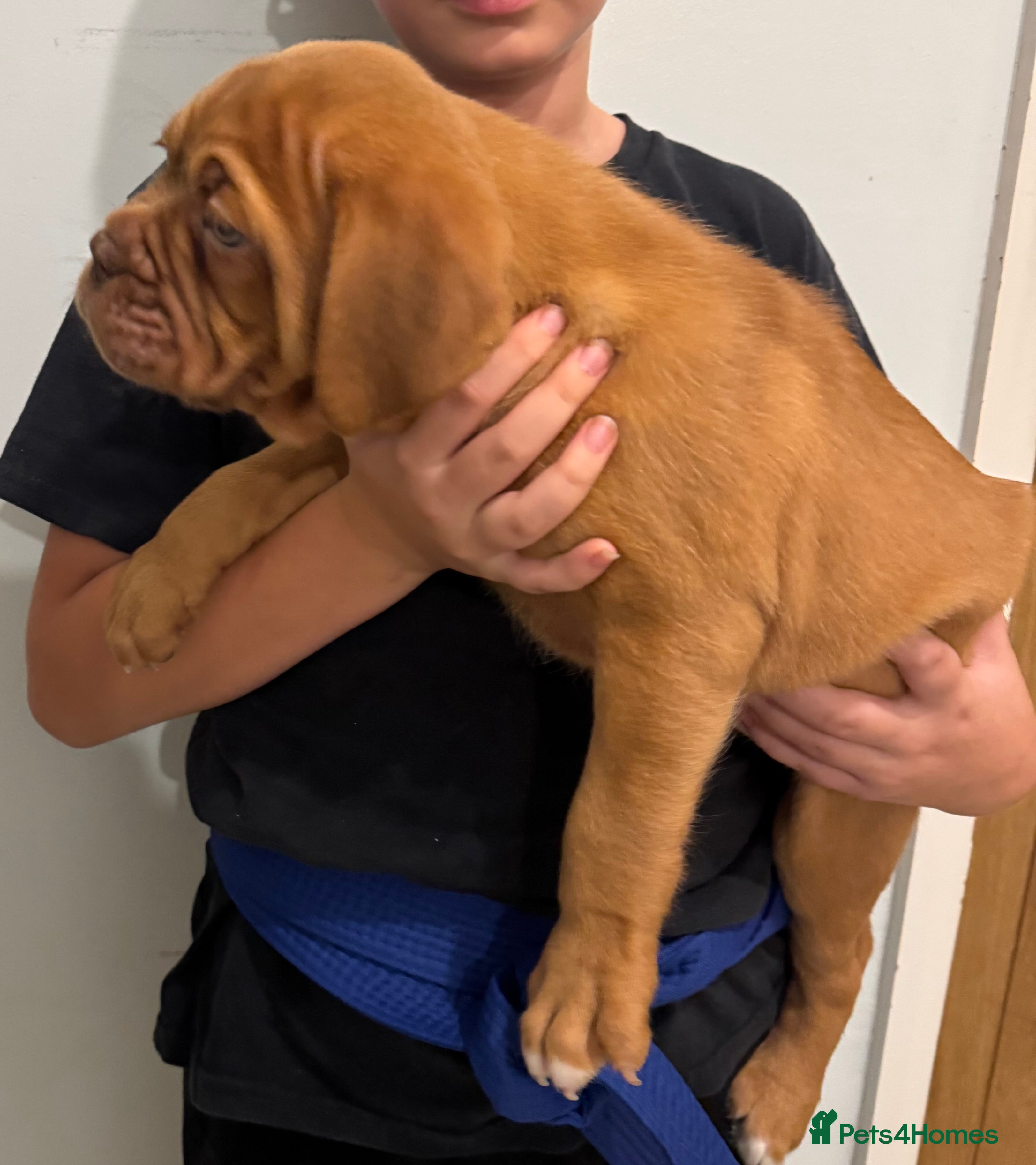 Dogue De Bordeaux dogs Ready to go last Outstanding Chunky KC DDB Puppy - Advert 4