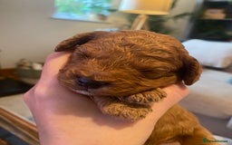 Cavapoochon dogs for sale: 🐾 Adorable F1b Cavapoochon Puppies- Ready Soon!🐾 - Image 8