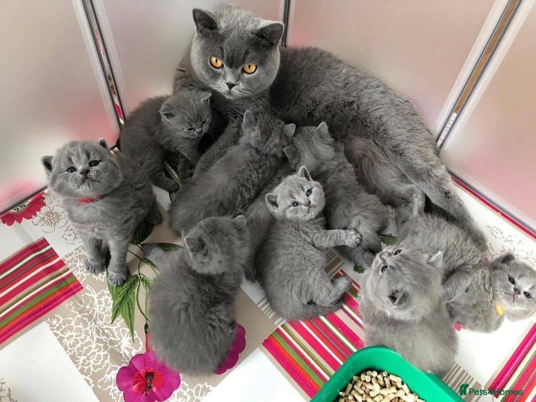 Mixed Breed cats for sale: ⭐️ Stunning Chunky British Shorthair Kittens 🐾 - Image 5