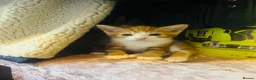 Mixed Breed cats for sale: Beutifull kittens for sale - Advert 11