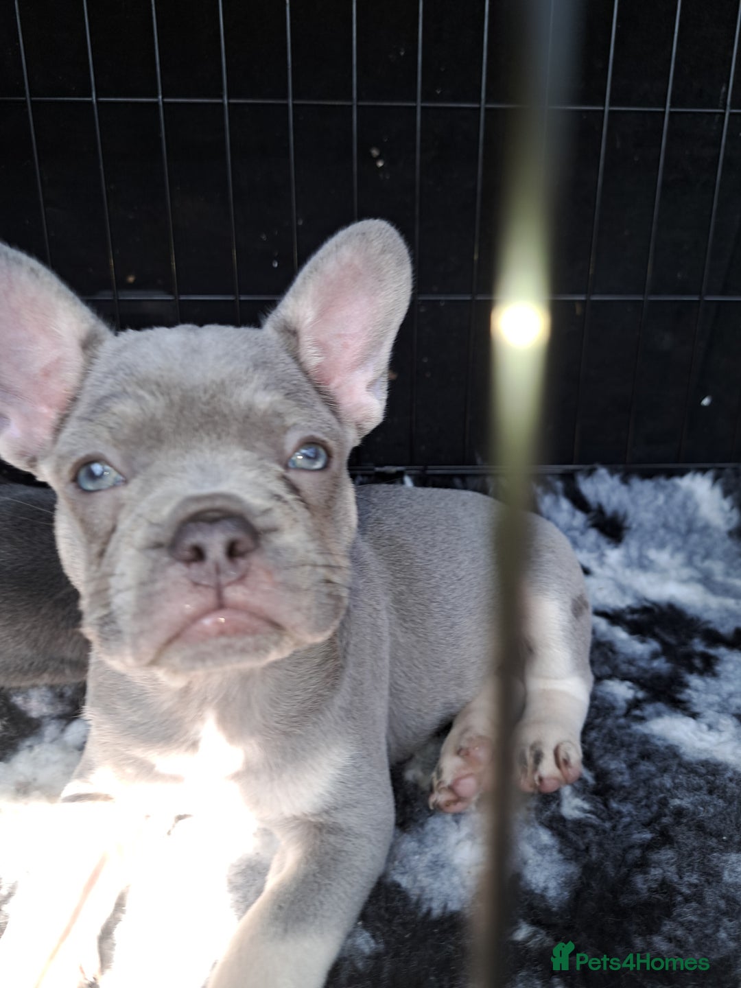 French Bulldog dogs for sale: Lilic frenchie - Image 2