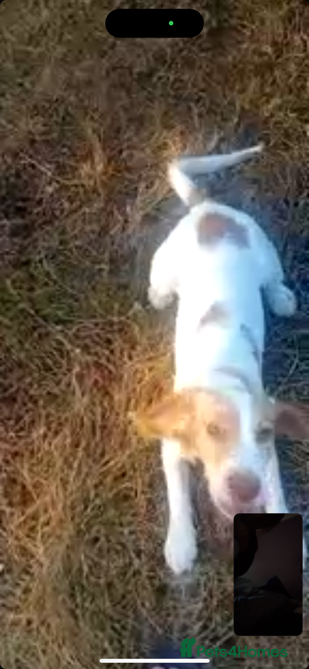 Sprocker dogs for sale: Beautiful cocker spaniel girl Lily  - Image 3