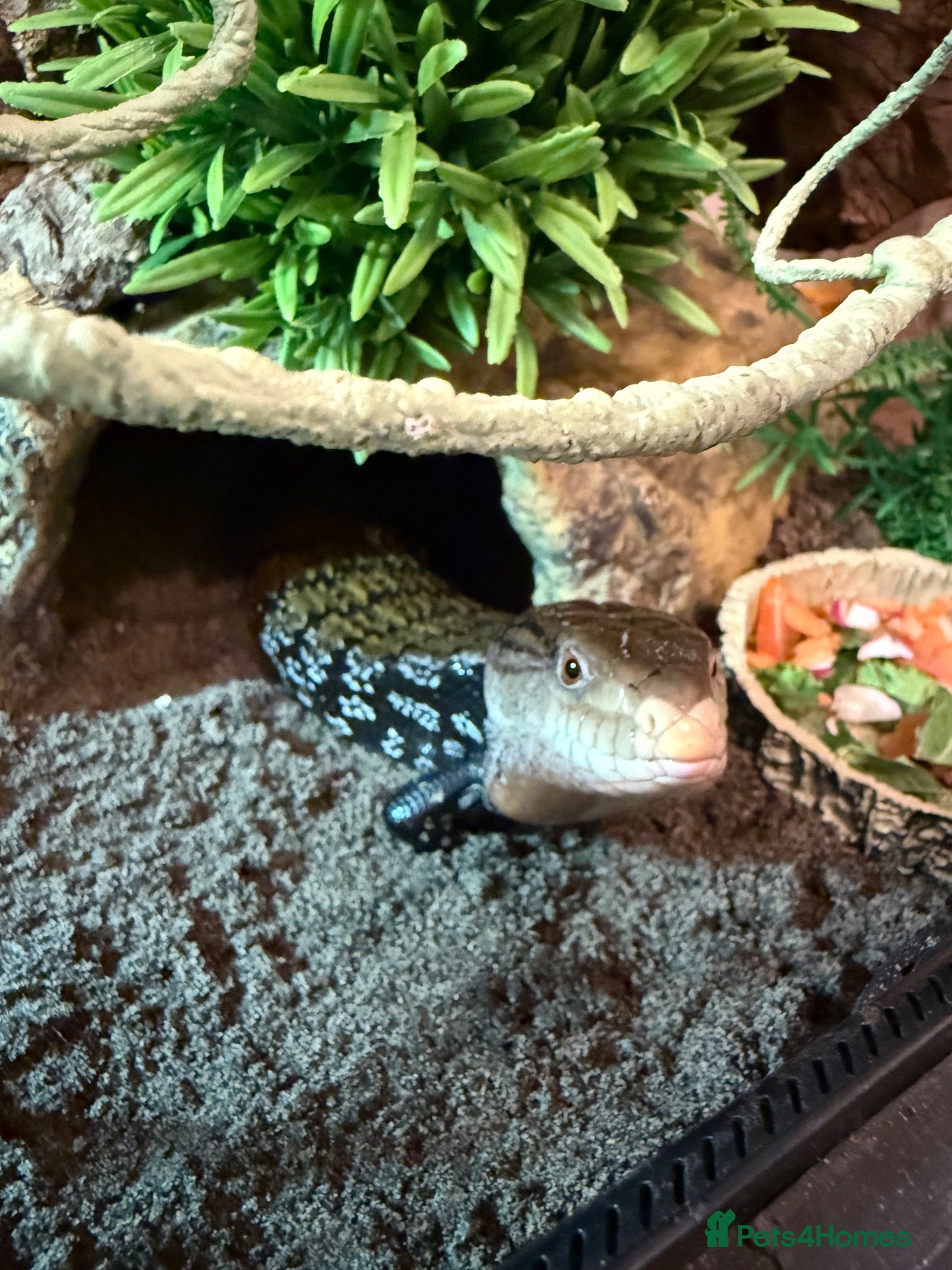 Skink reptiles Blue tongue Indo skink - Advert 3